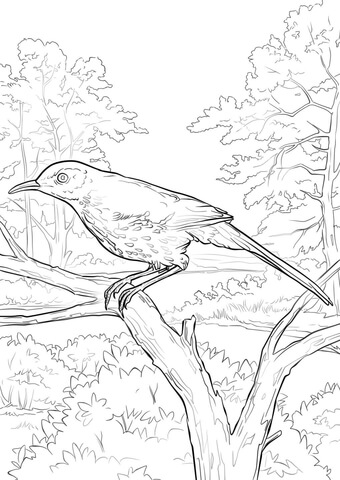 Brown Thrasher Coloring Page